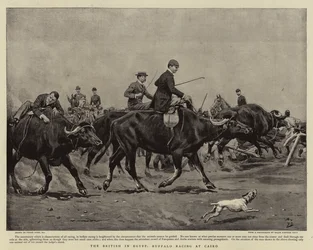 The British in Egypt, Buffalo Racing at Cairo